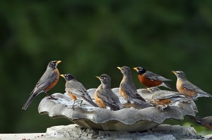 American Robins on birdbath