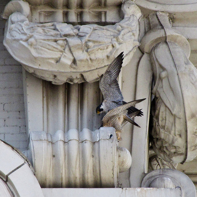 Peregrine Falcons mating on stone building