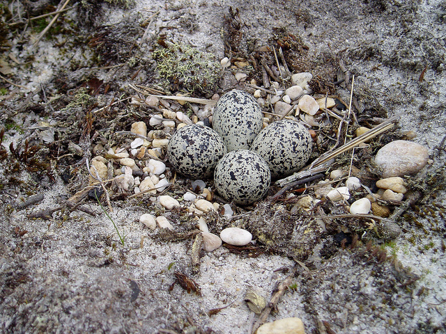 Killdeer Nest on Rocks