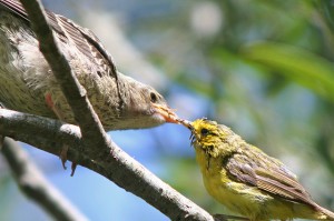 Warbler feeding cowbird chick