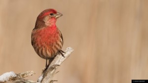 Photo of House Finch