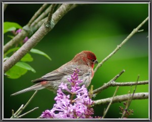 Photo of a House Finch