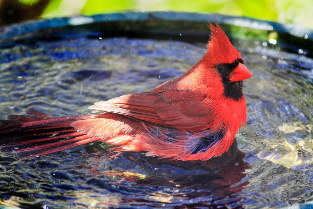 Cardenal Norteño bañándose  en una fuente para aves