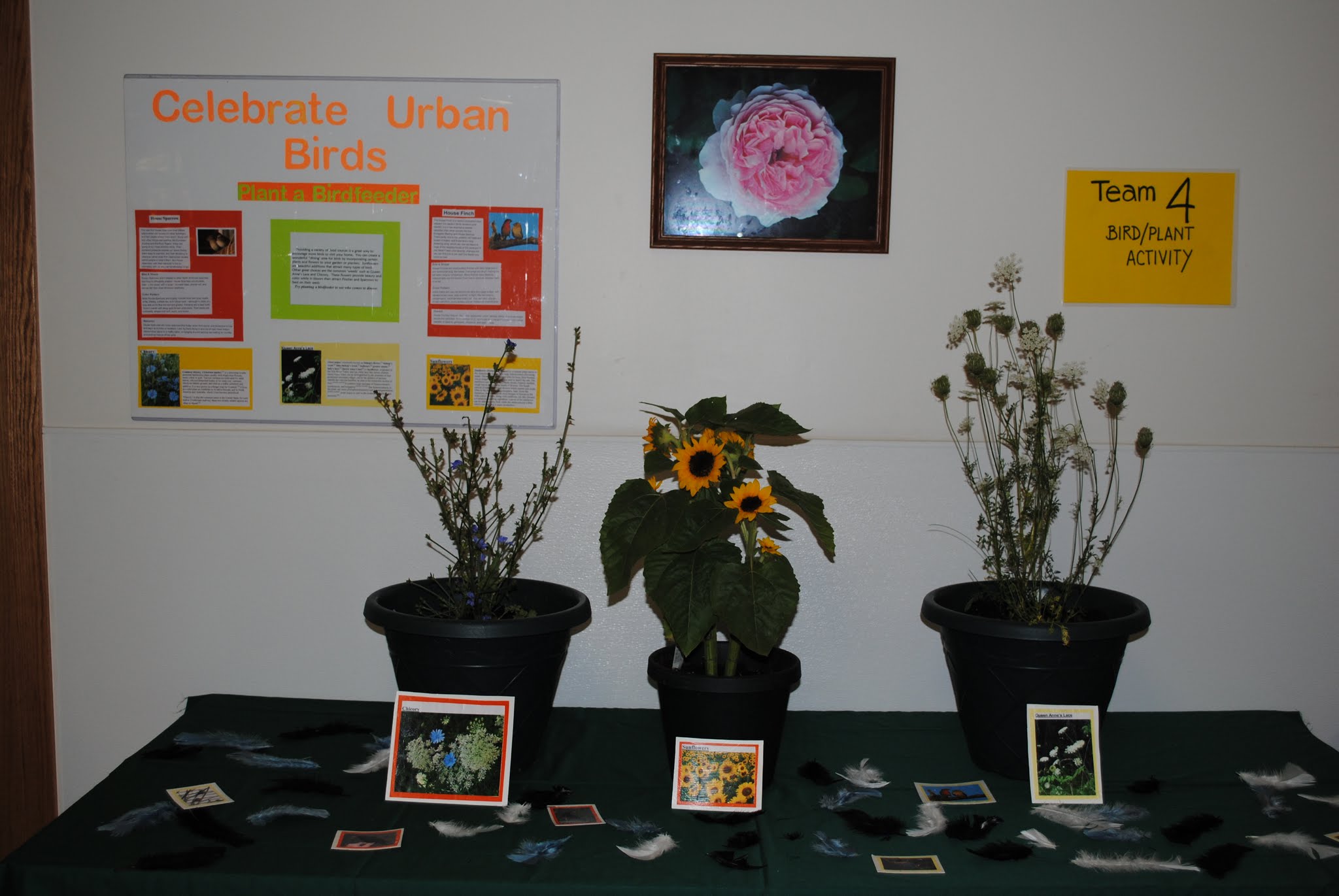 Plant display for JM Murray event