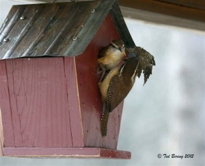 Carolina Wrens at the entrance of a nest box