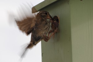 Photo of a House Sparrow Feeding it's young
