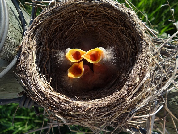 Polluelos clamando por comda con sus picos completamente abiertos en su nido