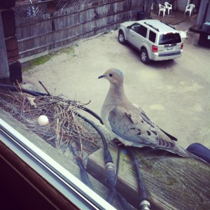 Mourning Dove next to its nest at a window in urban space
