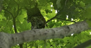 Photo of Owl perched on tree branch