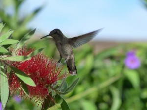 Picture of a hummingbird