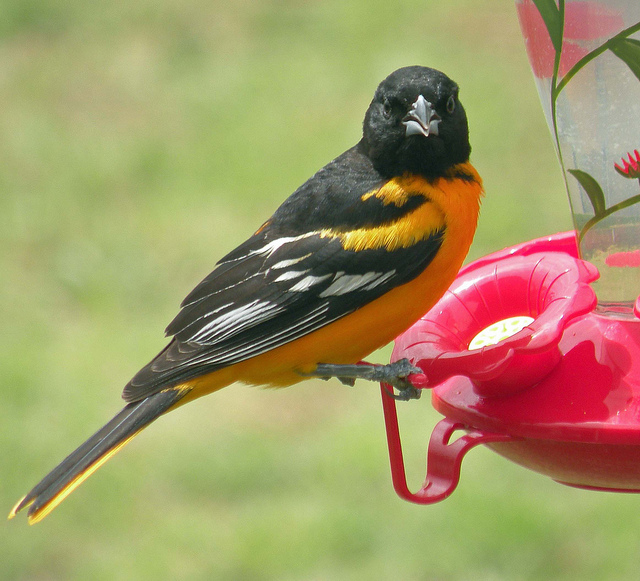 Baltimore Oriole on feeder