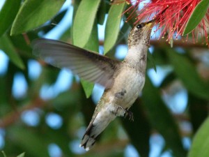 Foto de un colibrí