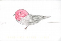 Drawing of bird on white background