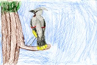 Drawing of Woodpecker on a Tree branch