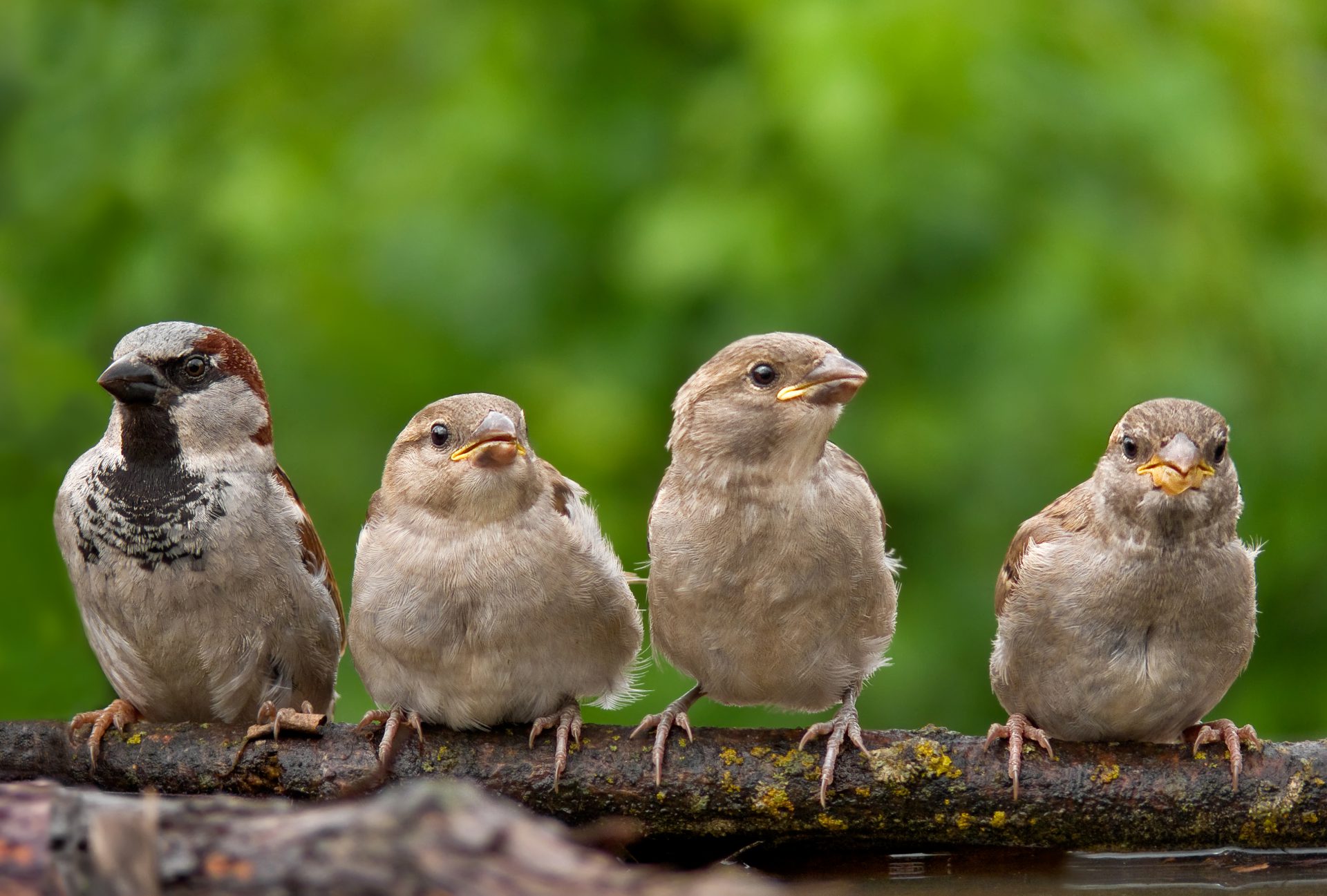 House Sparrow with chicks