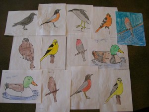 display of colorful drawings of various bird species