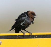 Photo of a brown headed cowbird by the ledge
