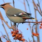 Picture of Bird on Tree Branch