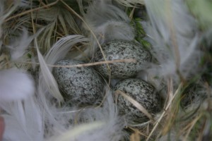 Sparrow nest with three eggs inside