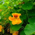 Photo of Yellow flower in garden