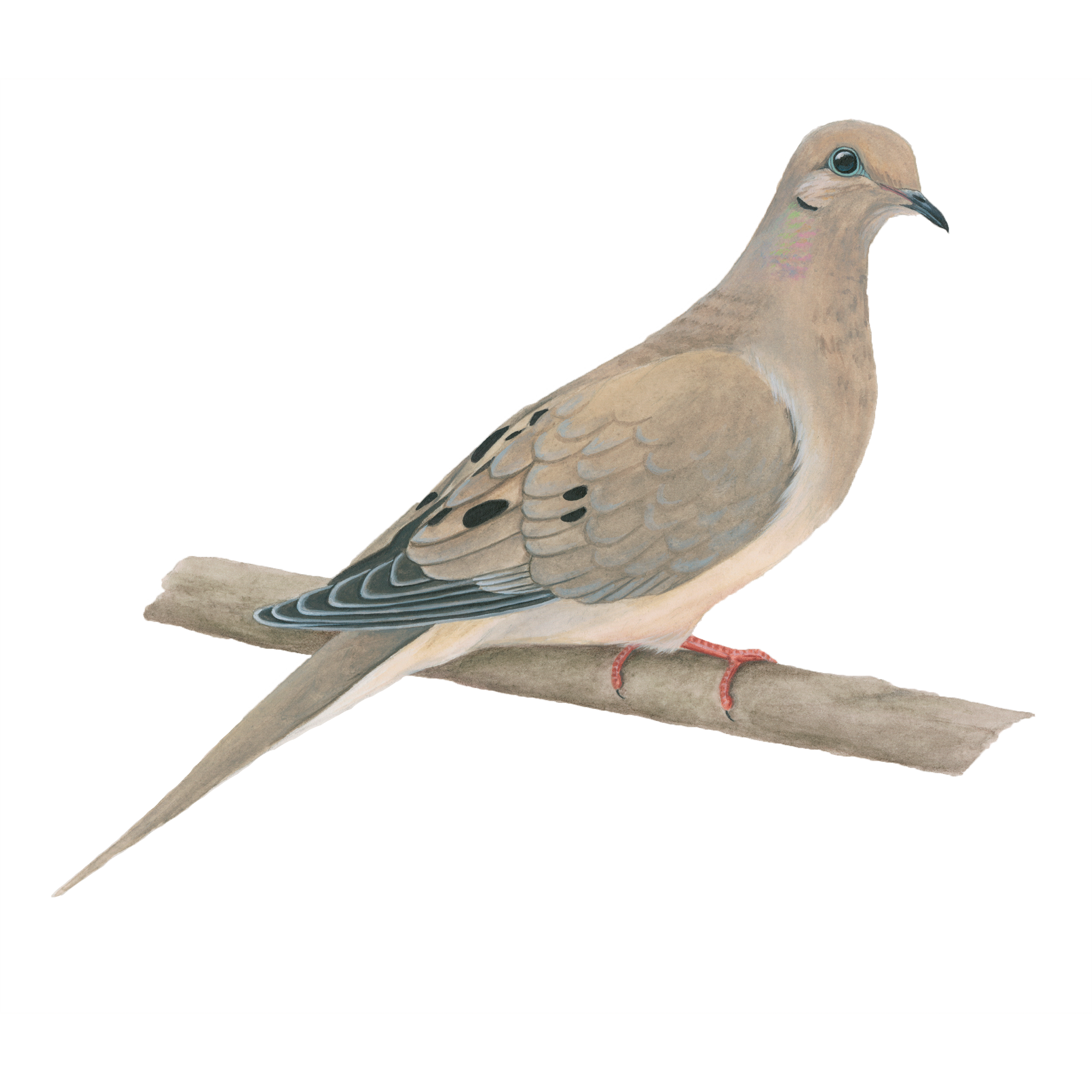 Mourning dove