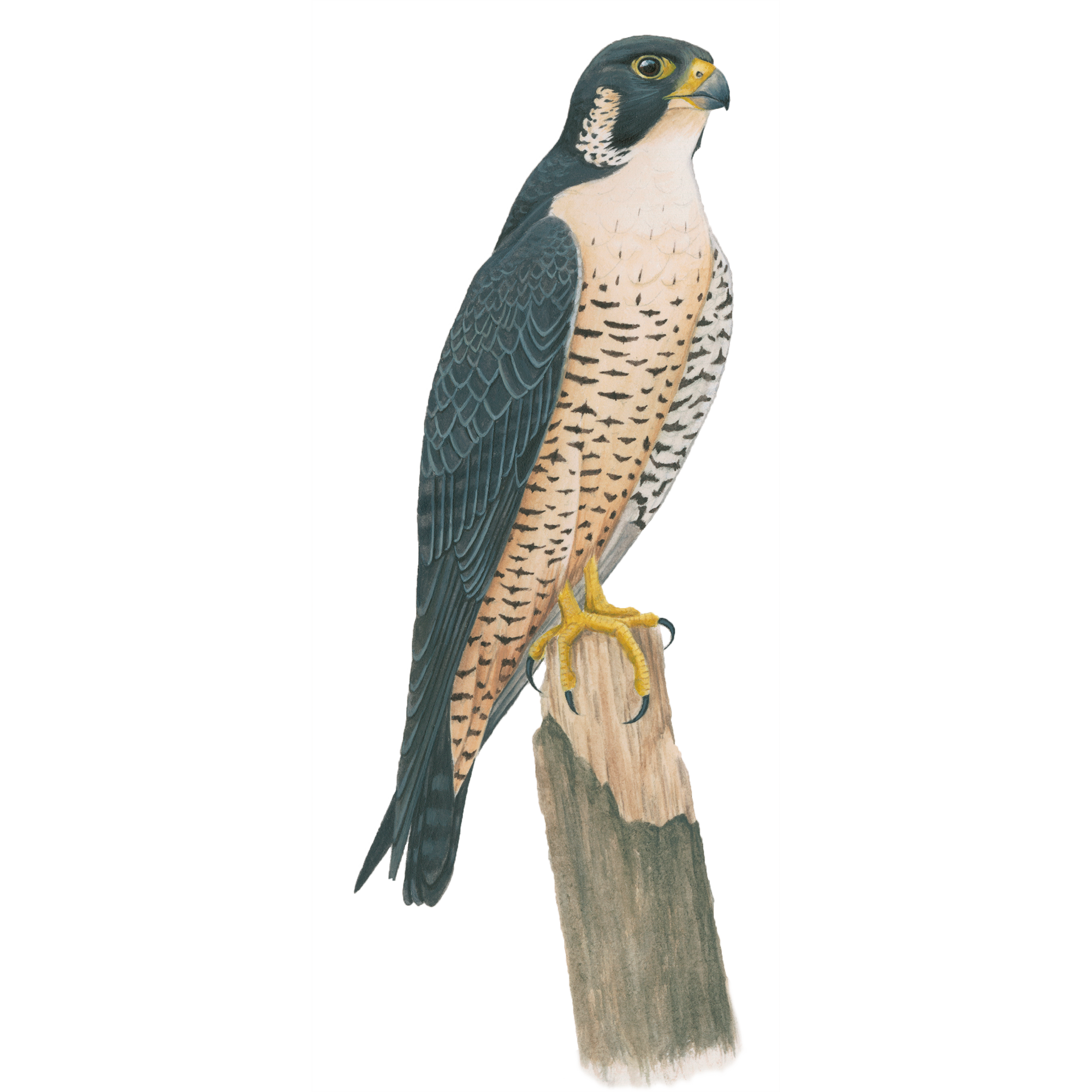 Peregrine falcon