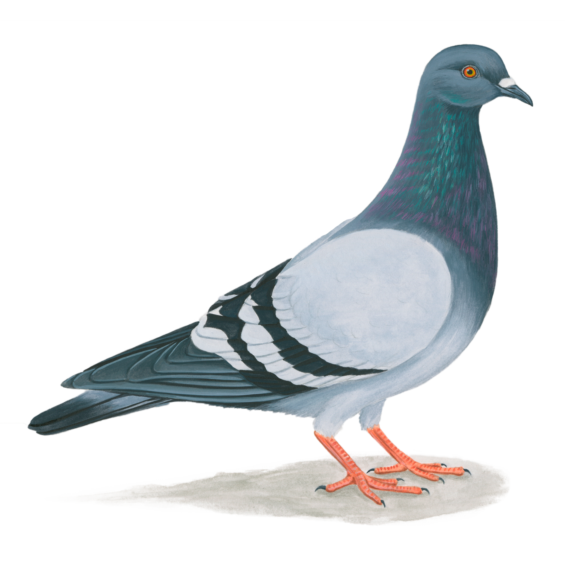 Rock pigeon