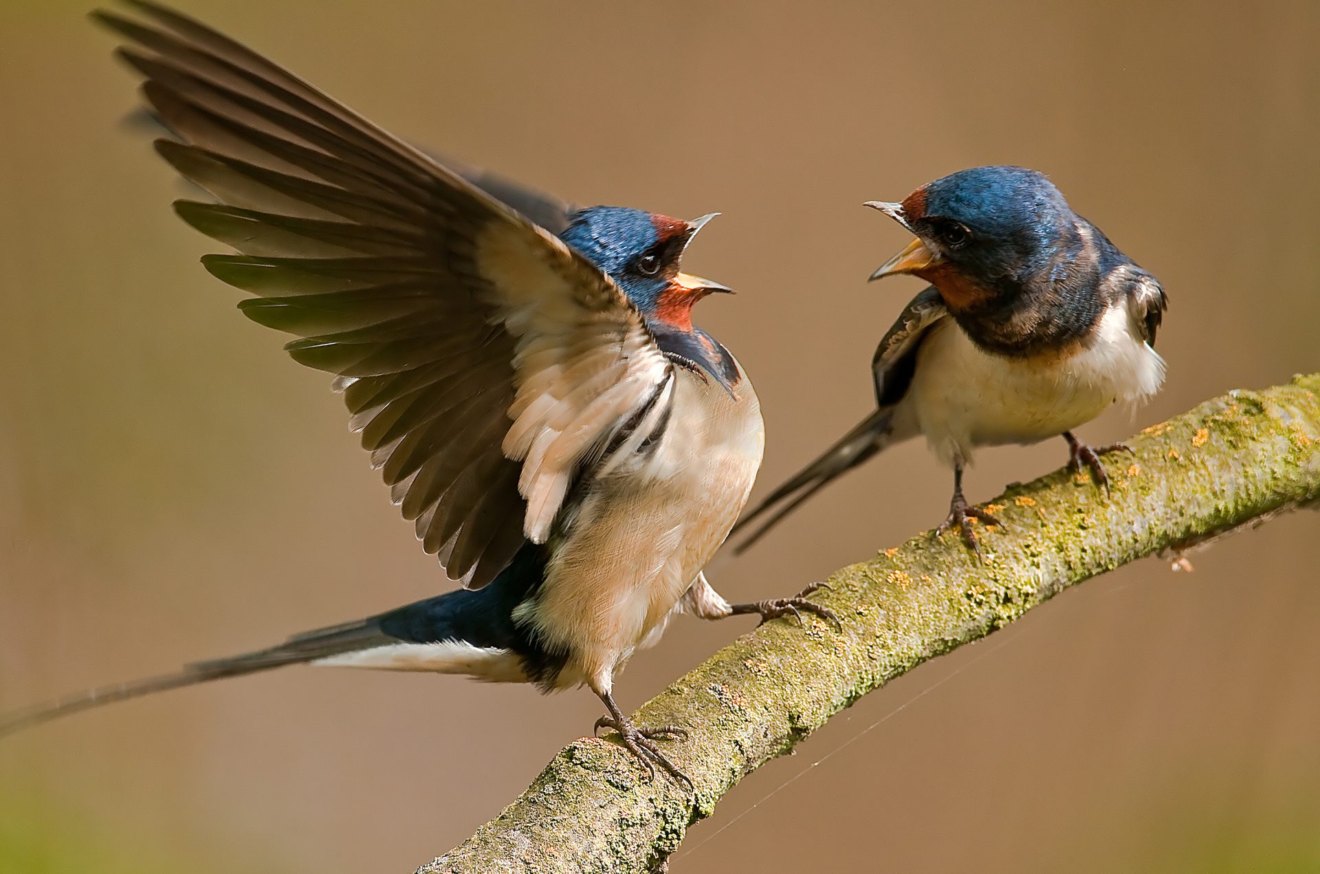 Barn Swallows on branch.