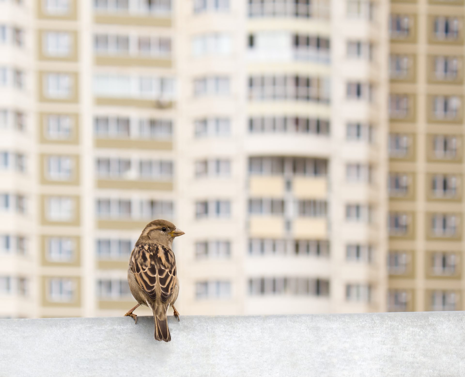 female house sparrow on ledge overlooking apartment building