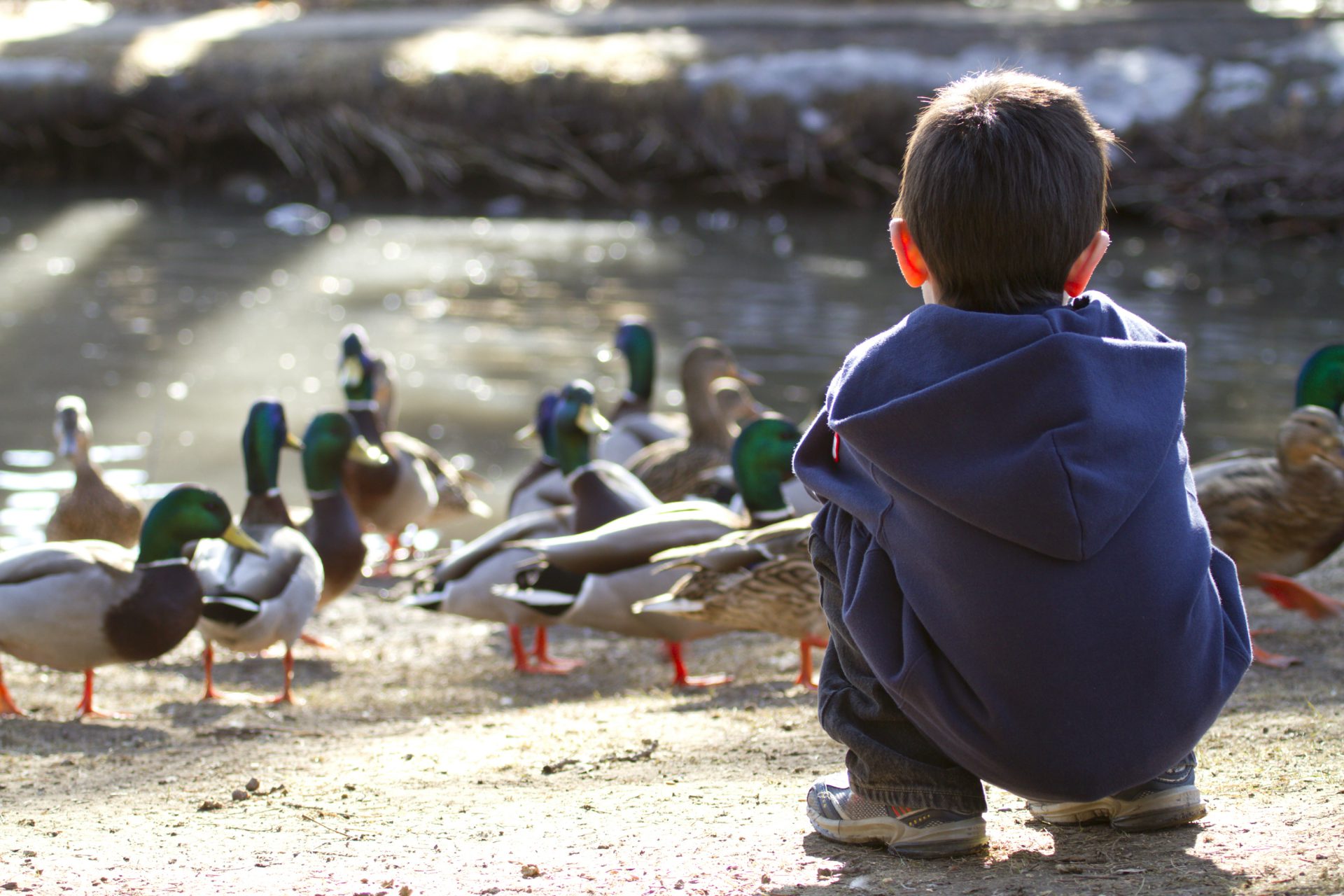 Boy watching ducks in the park