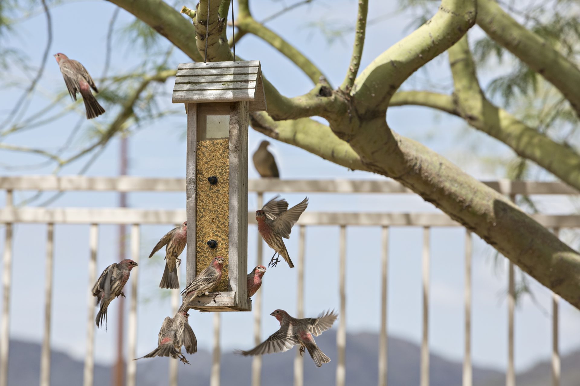 Multiple house finches on feeder
