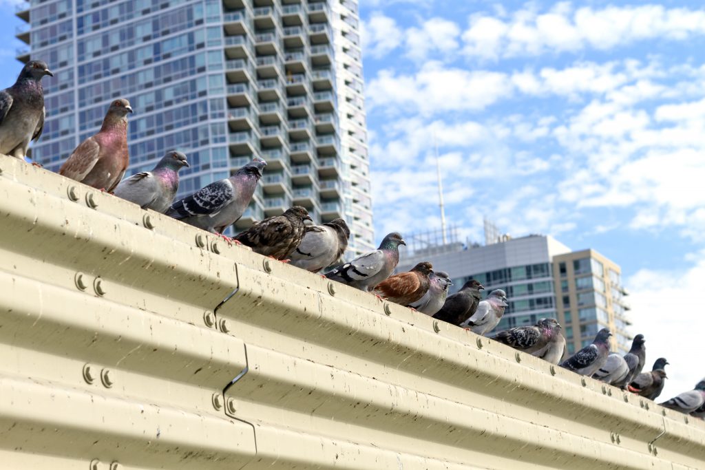 Line of pigeons in the city of New York with buildings behind