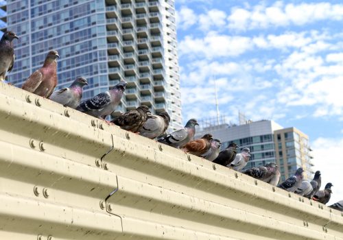 Line of pigeons in the city of New York with buildings behind