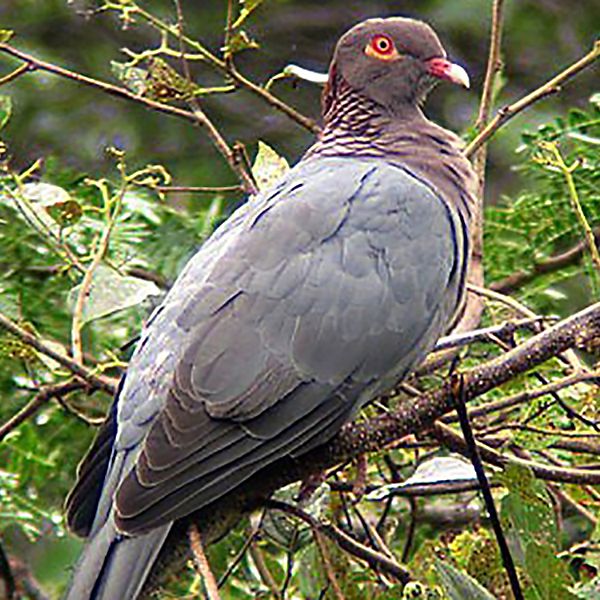 scaly-naped pigeon